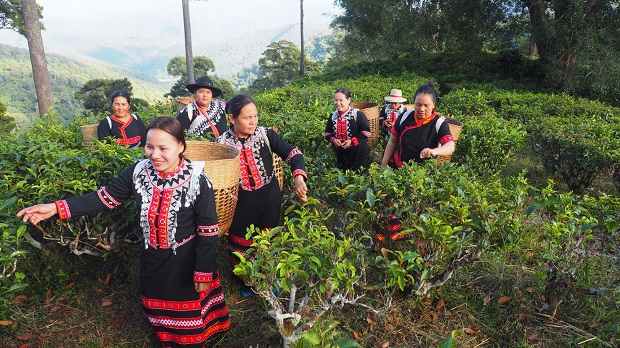 ชาระมิงค์แตกยอด ร่วมกับอินเดีย เปิดโรงเรียนสอนชงชา The Asian School of Tea