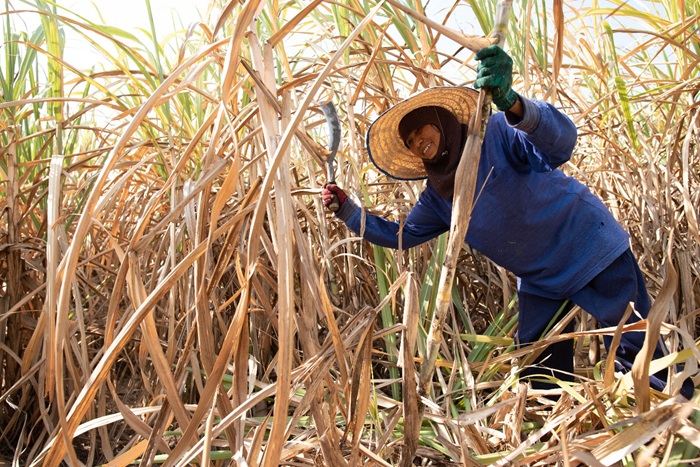 3 สมาคมโรงงานน้ำตาล ป้องชาวไร่ ยันอ้อยไม่ใช่ “จำเลยสังคม" ปม PM2.5