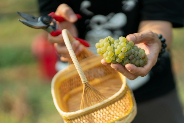 ไร่องุ่นมอนซูน แวลลีย์ จัดงานฉลองเทศกาลเก็บเกี่ยวประจำปี “Monsoon Valley Harvest Festival 2025”