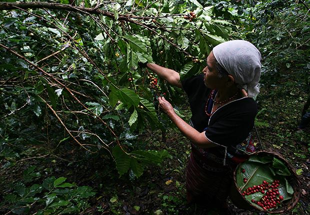 กาแฟ-สังคม-ชุมชน กรีนเนท เอสอี สู่ “มีวนากาแฟอนุรักษ์ป่า”