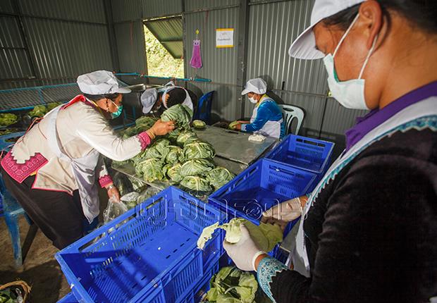 “กรีนมาร์เก็ต” เพชรบูรณ์โมเดล ขับเคลื่อนเศรษฐกิจฐานราก