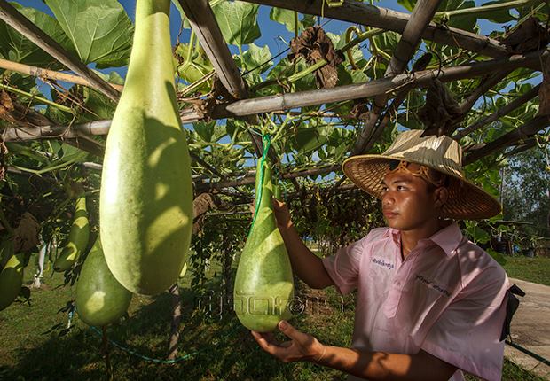 โสตศึกษาบ่มเพาะเมล็ดพันธุ์ ส่งเสริมเกษตรทฤษฎีใหม่