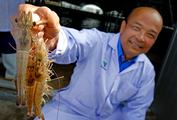 “ฟาร์มกุ้ง โมเดล” ตอกย้ำทฤษฎี “เจ้าตลาด” ของ CPF