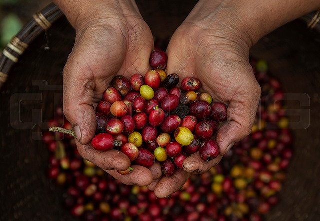 โอกาสและการเติบโต ธุรกิจกาแฟในไทย