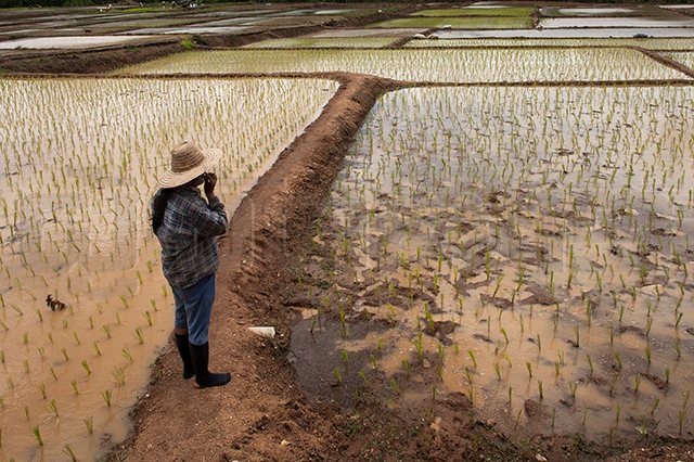 ภาคเกษตรวิกฤตหนัก ภัยแล้ง-ราคาตก ฉุดเศรษฐกิจไทย