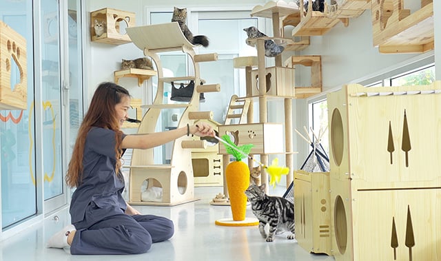 เปิดบ้านแมวนักชิม i-Cattery อาวุธลับของกลุ่มไทยยูเนี่ยน