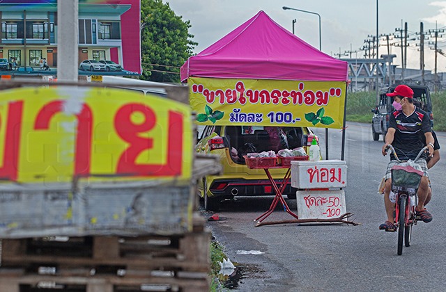 ถึงคิว “กระท่อม” โกอินเตอร์ ปั่นราคาเจาะตลาดส่งออก