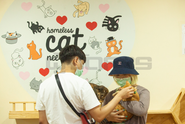 Catster Café อ่วมหนัก แห่ทิ้งแมวหนีพิษเศรษฐกิจ