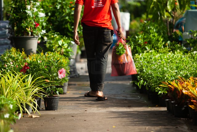 ตลาดต้นไม้โตสวนกระแส ธุรกิจทำเงินยุค Work From Home