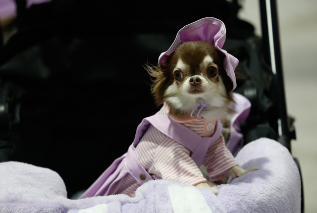 เทรนด์ Pet Humanization มาแรง ดันธุรกิจสัตว์เลี้ยงโต ธุรกิจอื่นปรับตัว