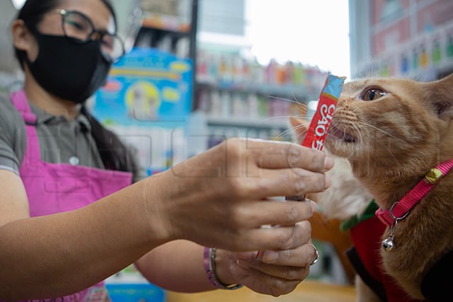 สัตว์เลี้ยงยุค Petfluencer ตลาด 7 หมื่นล้าน ทาสแมวเปย์หนักสุด