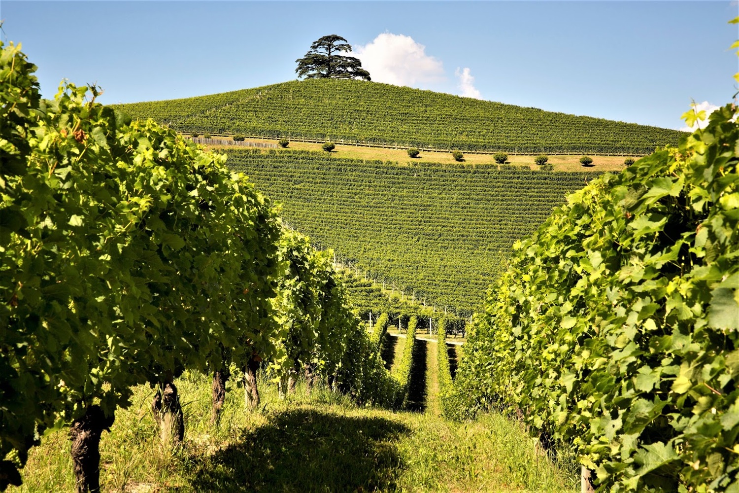 Piedmont 01.jpg