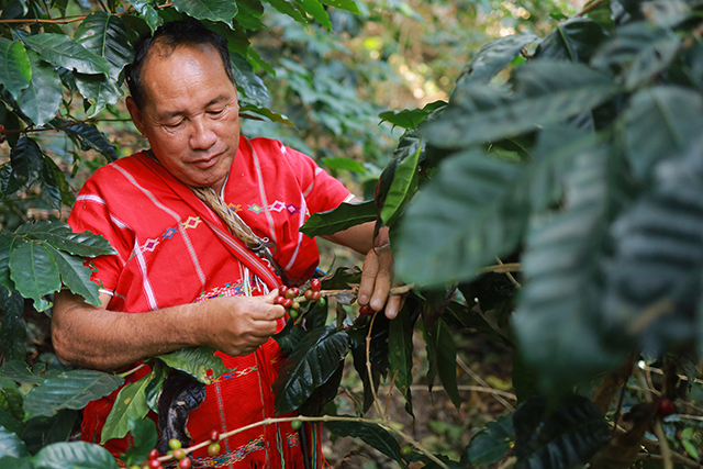 20 ปี “ม่วนใจ๋ เบลนด์” สัมพันธภาพระหว่างสตาร์บัคส์กับชาวไร่กาแฟ